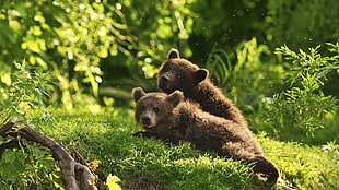 two brown bear laying green grass field